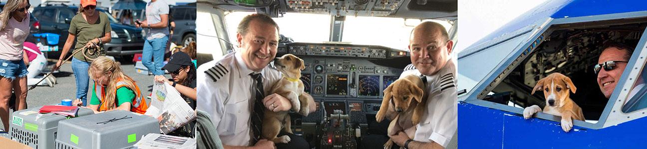 A collage of workers loading animals onto flights