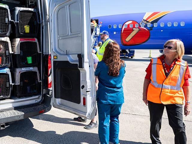 A van loaded with dogs in crates ready to be transported by plane.
