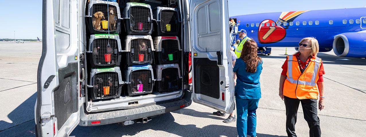 A van loaded with dogs in crates ready to be transported by plane.