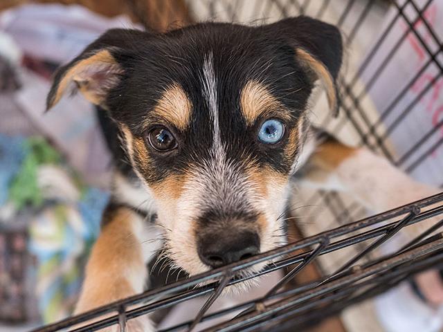 A puppy in a pen with one blue and one brown eye.