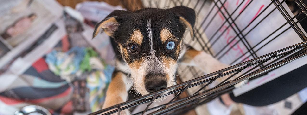 A puppy in a pen with one blue and one brown eye.