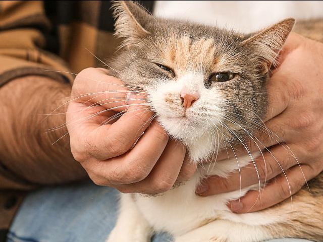 A cat being pet in a lap