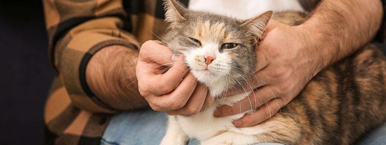 A cat being pet in a lap