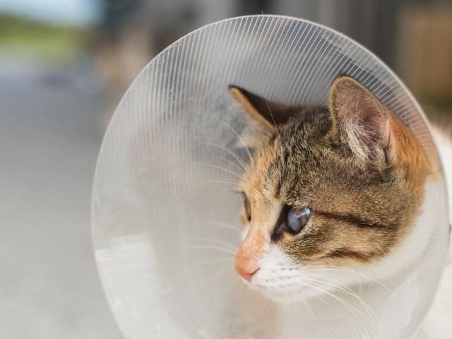 Cat wearing a cone after surgery