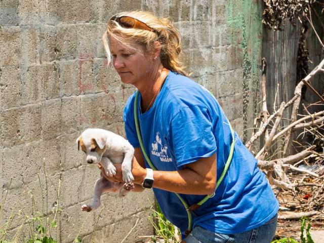 Woman holding rescue puppy