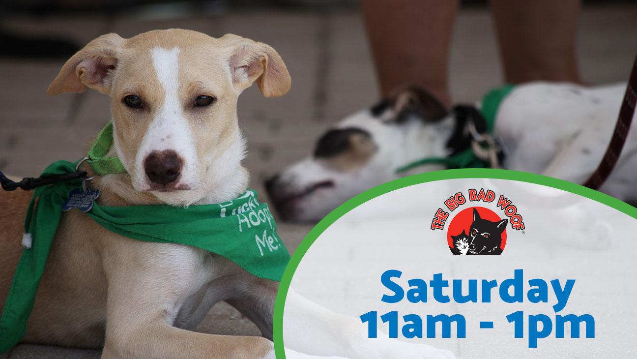 Dog Adoption Even Saturday 11am to 1pm at Big Bad Woof