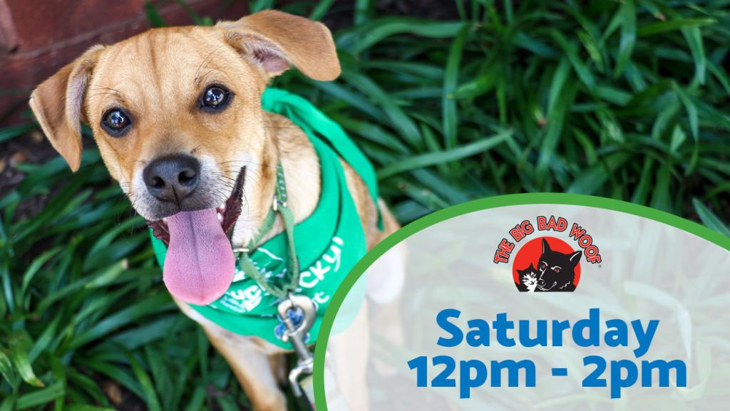 Adoption event at Big Bad Woof Saturday from 12pm to 2pm