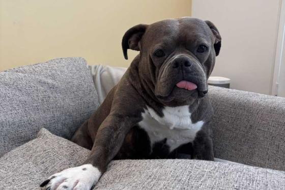 Bluebell the rescue dog on a couch