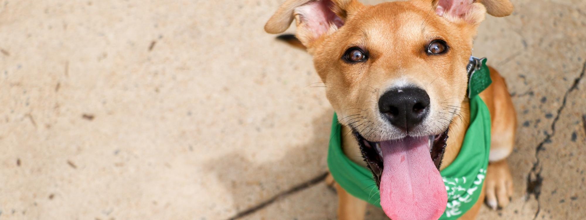 Brown puppy sitting on a sidewalk, looking at the camera. The puppy has its tongue out and is wearing a green Lucky Dog adoption bandana.