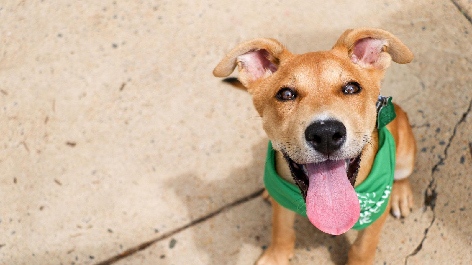 Puppy waiting to be adopted on a sidewalk.