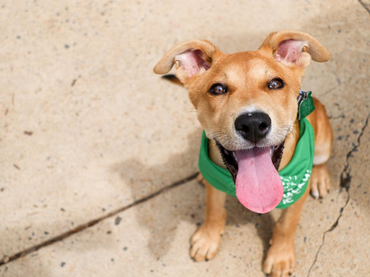 Brown puppy sitting on a sidewalk, looking at the camera. The puppy has its tongue out and is wearing a green Lucky Dog adoption bandana.