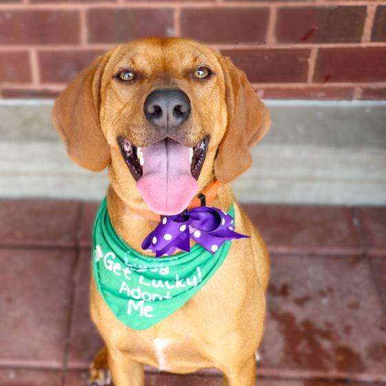 Brown dog with bandana