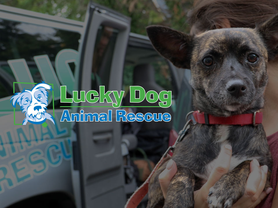 Lucky Dog Animal Rescue Logo on a solid background