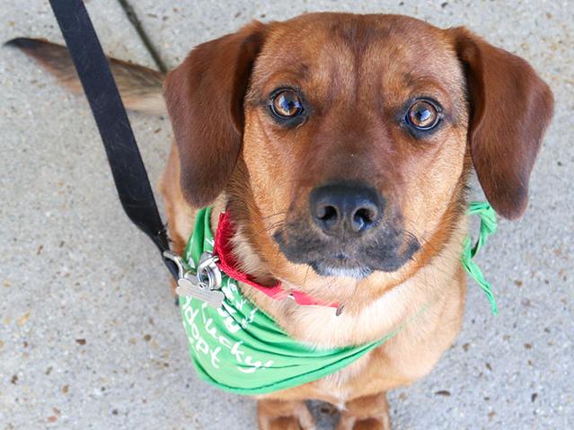 A dog with a bandana sitting on a sidewalk