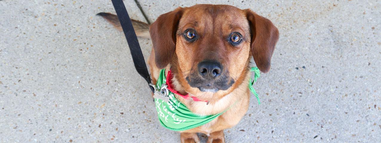 A dog with a bandana sitting on a sidewalk