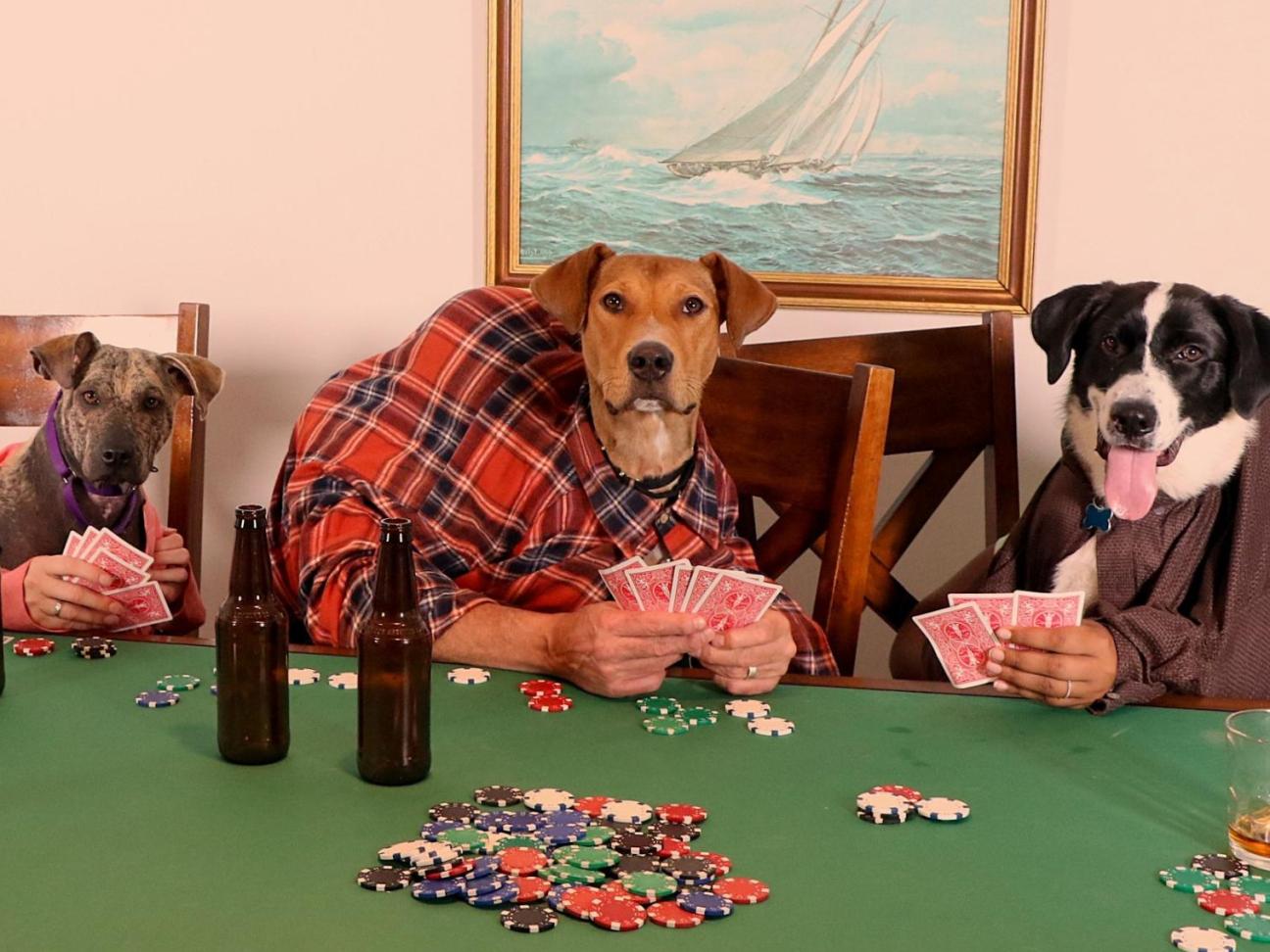 Dogs playing poker in live action