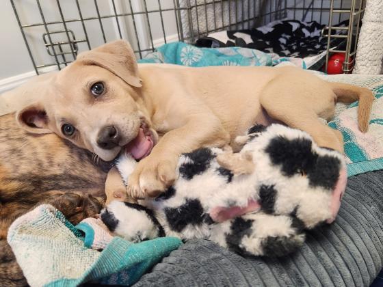 Yellow mixed breed puppy laying in a dog bed with a plush toy in their mouth. Puppy is looking at the camera.