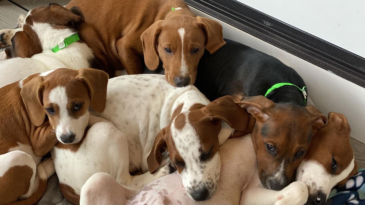 a pile of brown and white puppies sleeping while in foster care