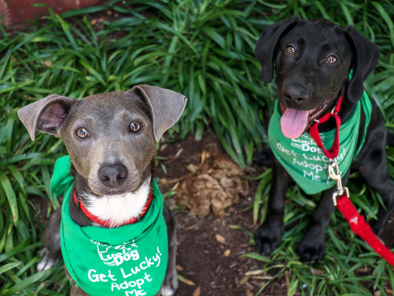 Gray and black puppies sitting side by side. Each puppy is wearing a green bandana that reads Get Lucky Adopt Me.