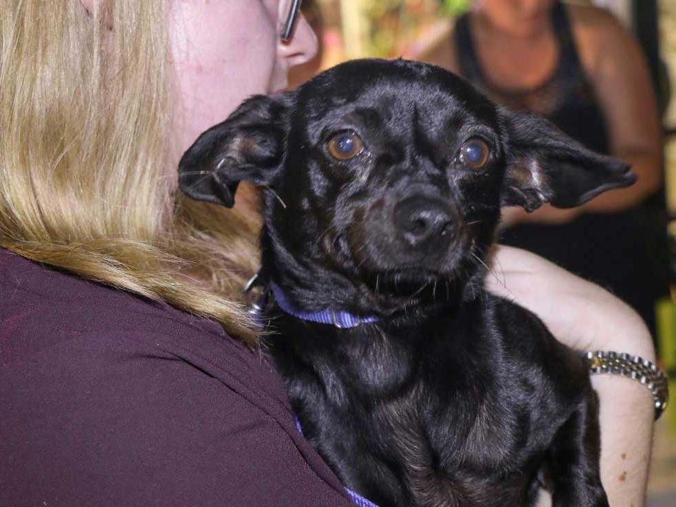 Dog in the arms of a rescuer