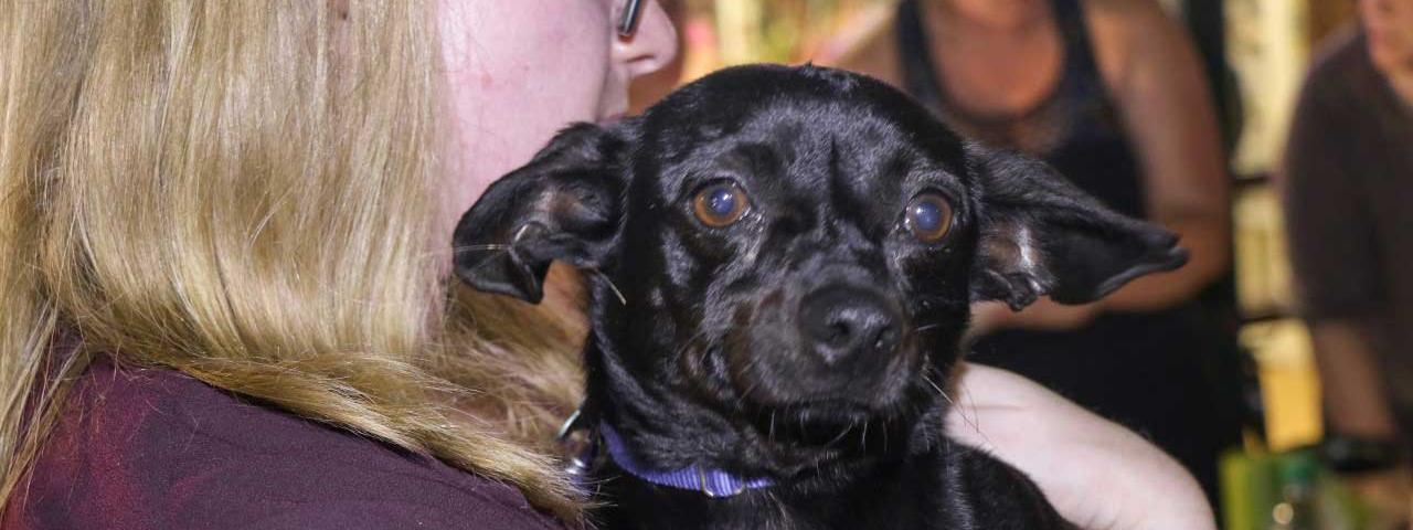 Dog in the arms of a rescuer