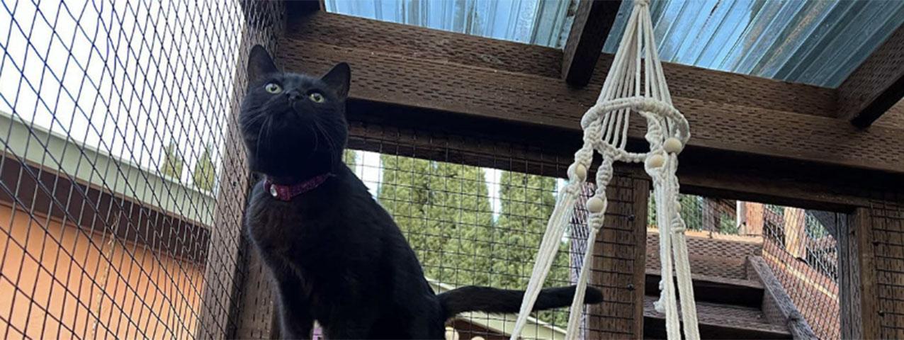 Cat in an enclosure outside