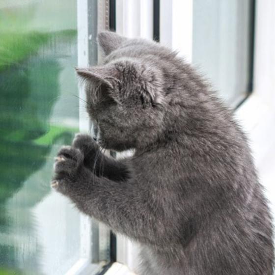 kitten at a window