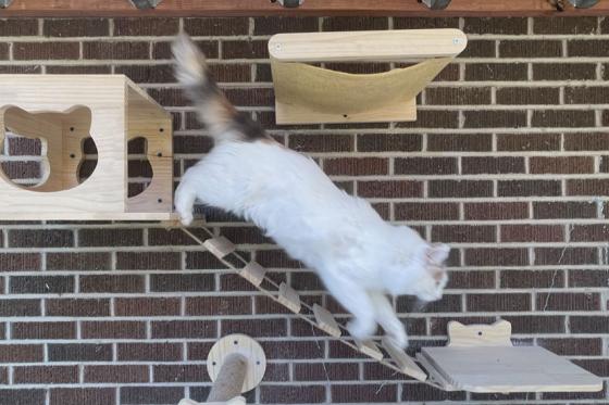 cat on a ramp in front of a brick wall