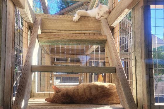 cats lounging on an elevated enclosed space.