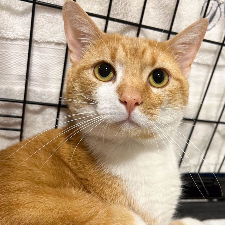 Orange Cat
