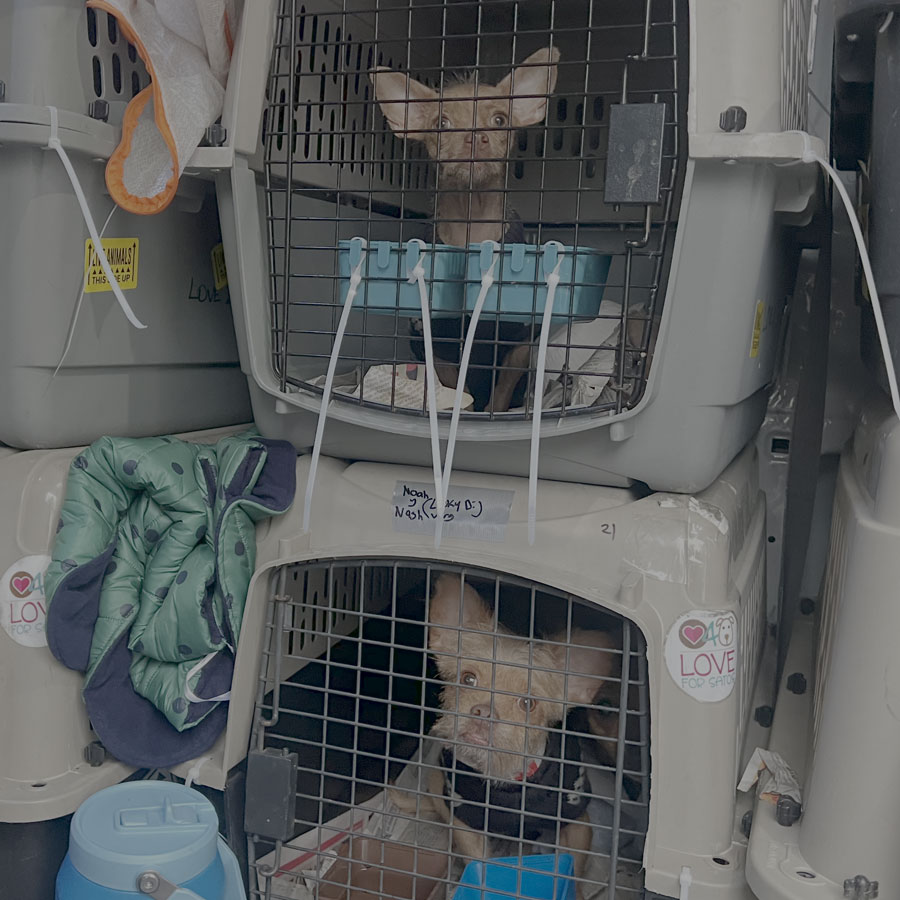 Dogs in transport van