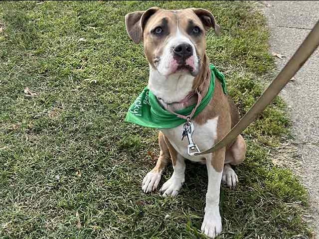 A dog wearing a bandana going for a charity walk.