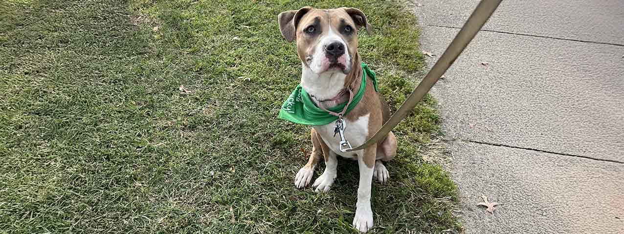 A dog wearing a bandana going for a charity walk.