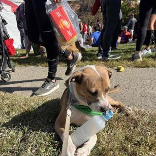 A dog licking a water bottle at the marine corps marathon