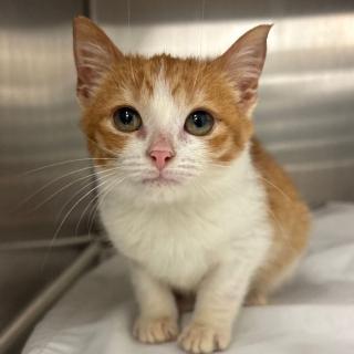 Orange Kitten in a kennel