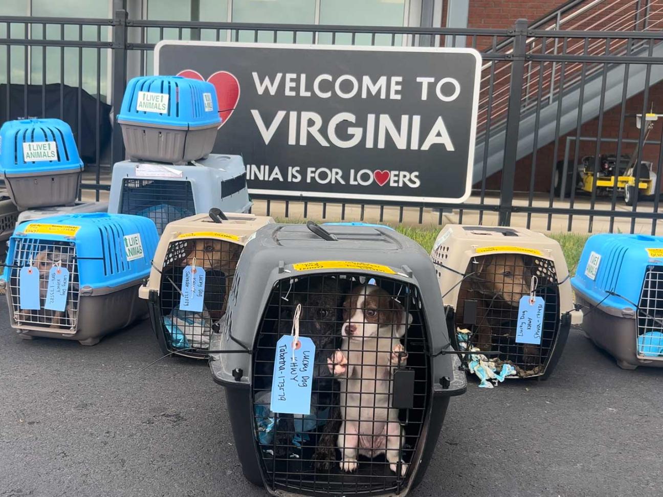 Crates of rescued dogs