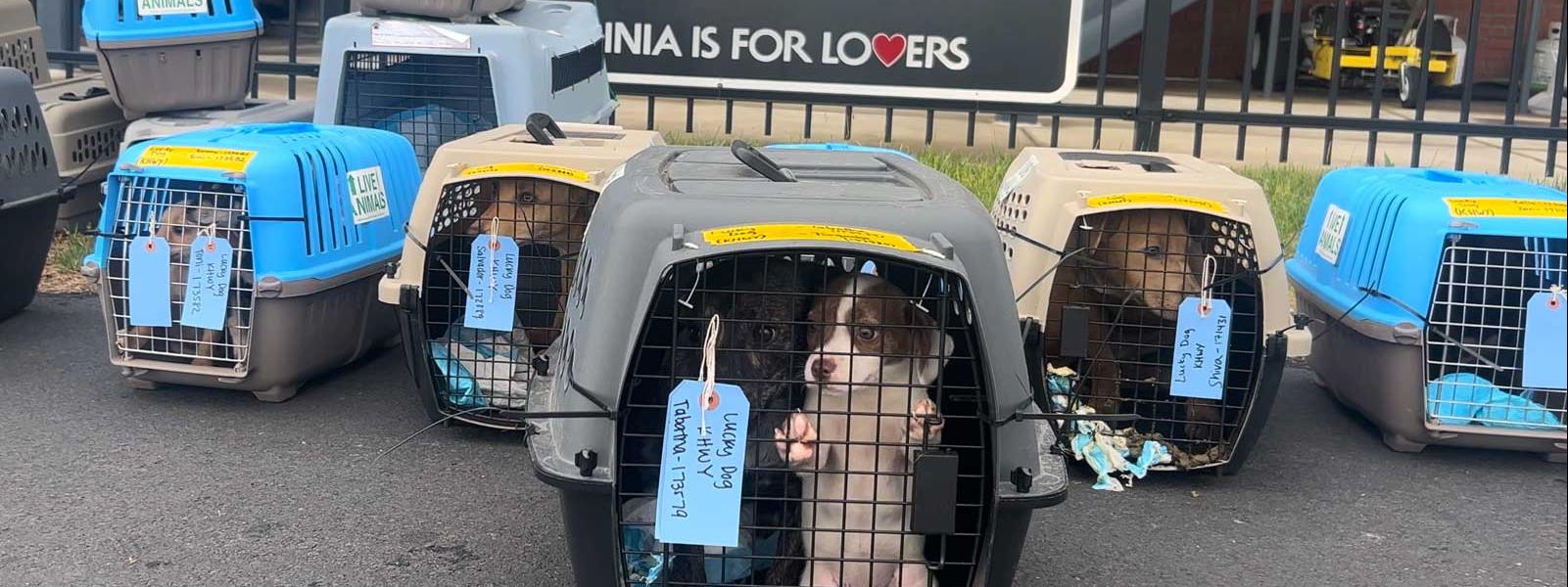 Crates of rescued dogs