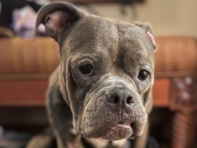 close up photo of a boxer rescue dog