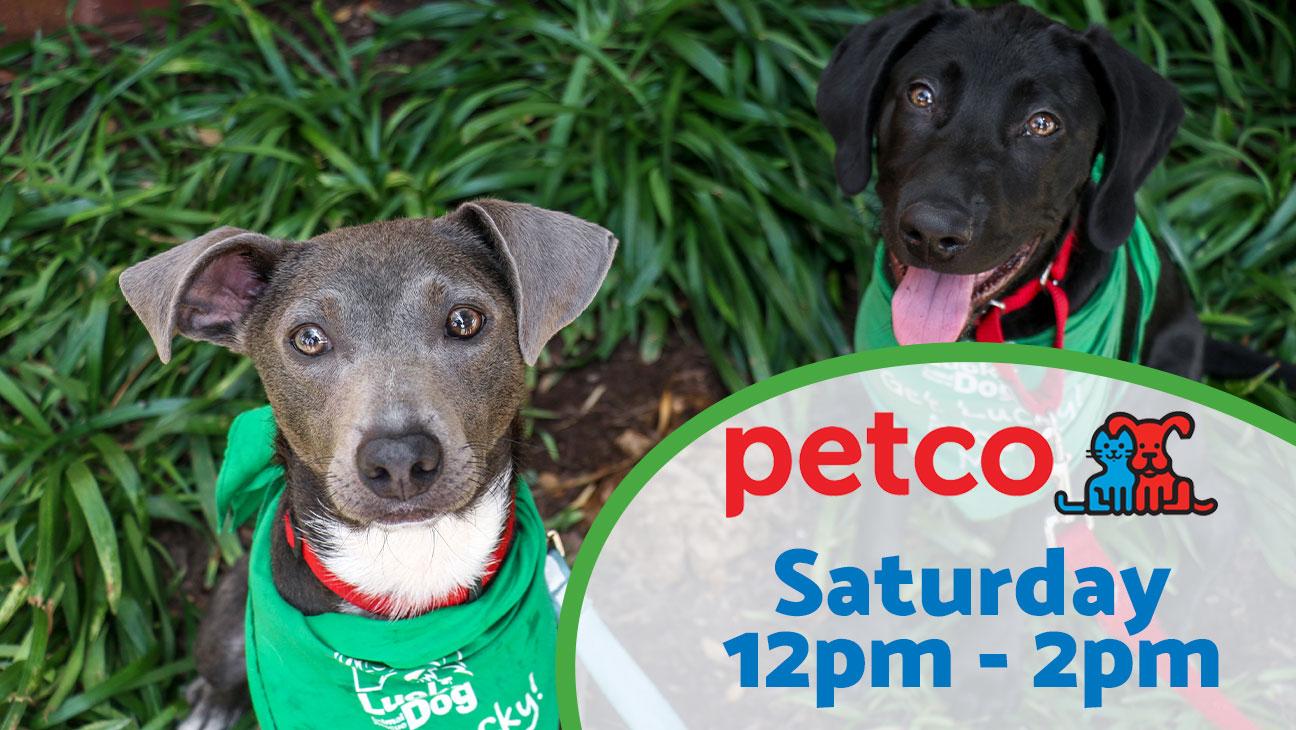 Adoption Event at Petco Saturday 12pm-2pm