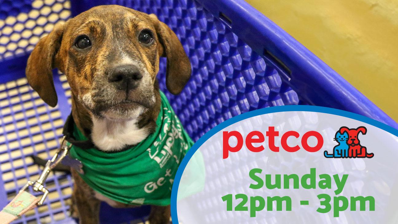 Adoption Event at Petco Sunday 12pm-3pm