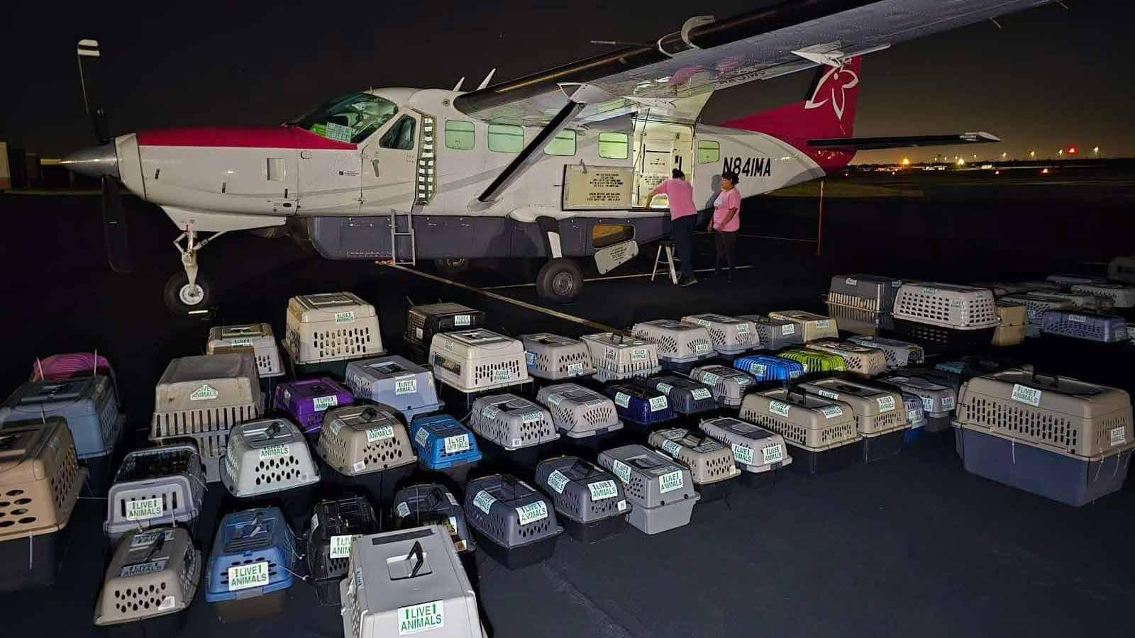 A plan with dog crates lined up being loaded.
