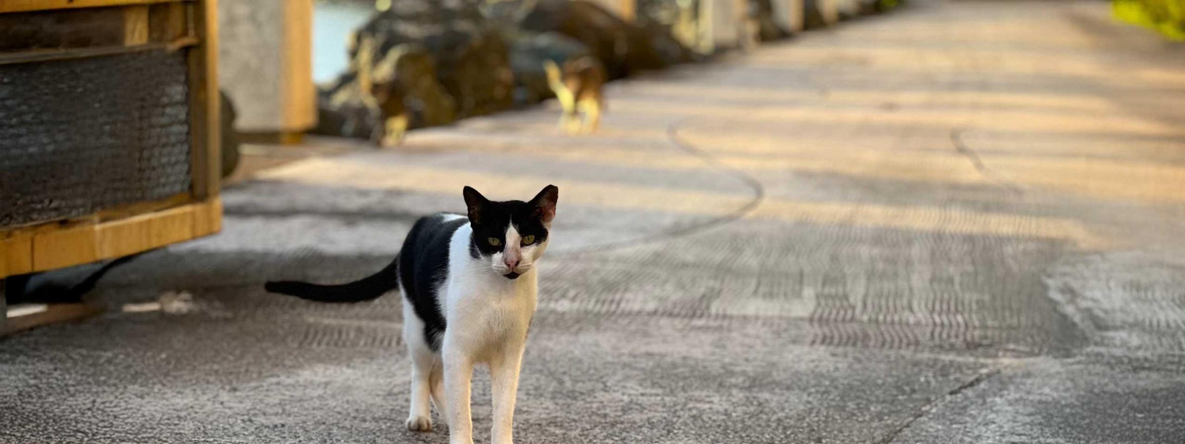 A stray cat on the street in Puerto Rico