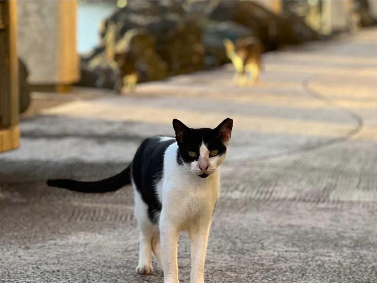 A stray cat on the street in Puerto Rico