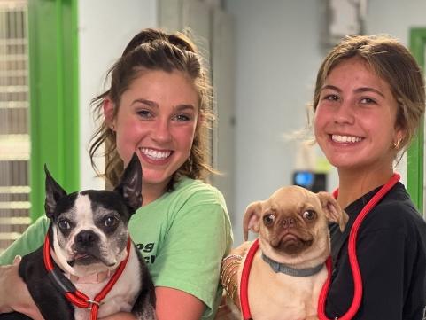 Vets smiling and holding dogs