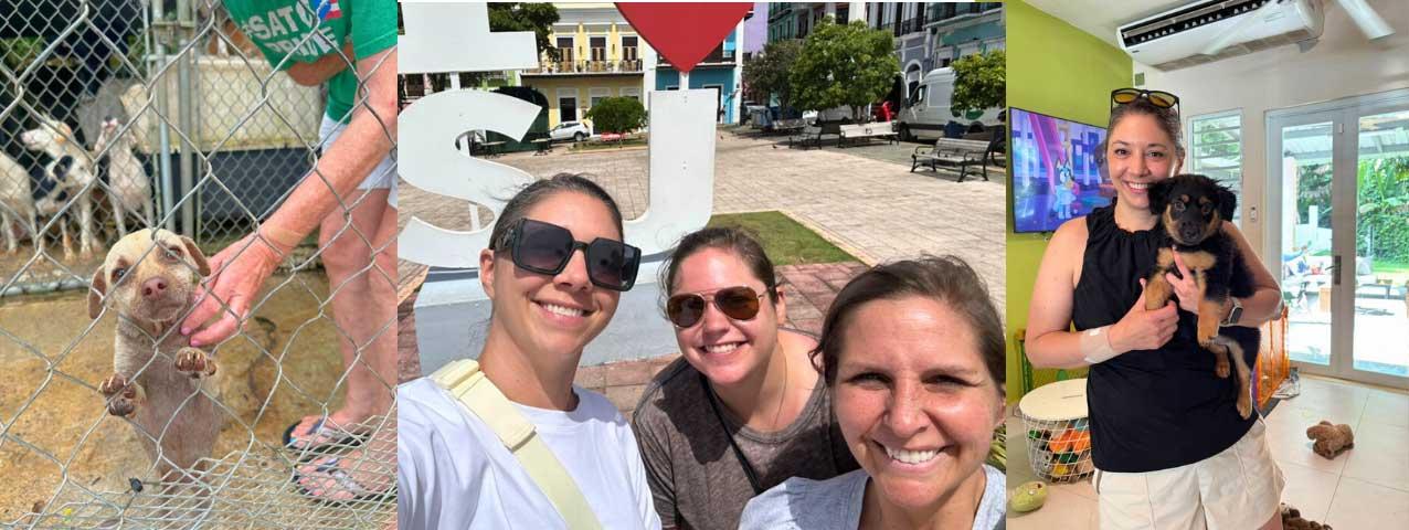A collage of volunteers with puerto rican rescue puppies