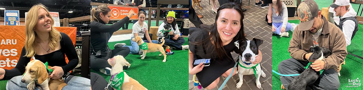 Dog Adoption event collage