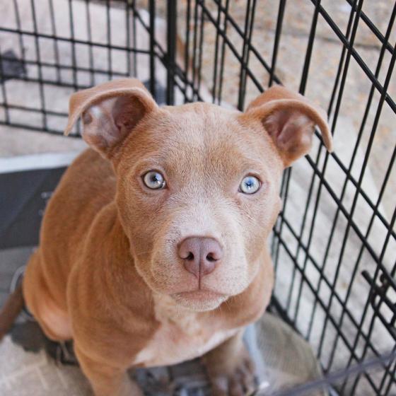 Rescue Puppy in a pen at an adoption event