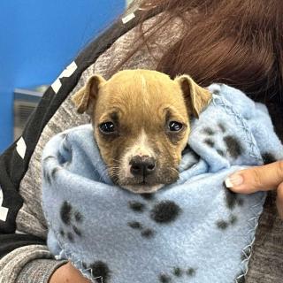 a tiny puppy swaddled in a blanket.