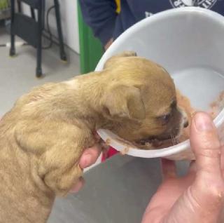 tiny puppy eating from a cup.