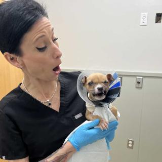 Woman holding a tiny puppy with an e-collar